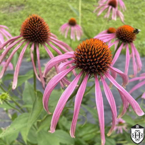 Echinacea purpurea - Punane siilkübar P9/0,55L